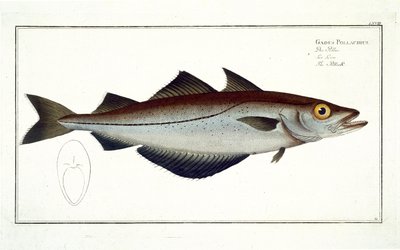 Pollack (Pollachius pollachius) Tafel LXVIII aus 